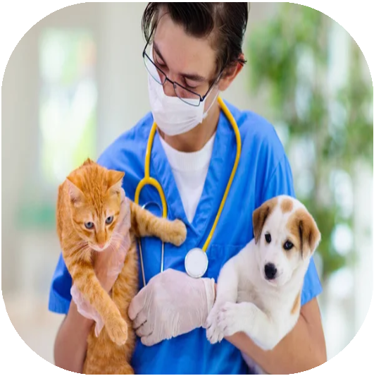 Veterinary 